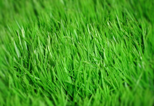 fertilized grass