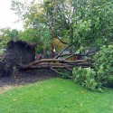 Hurricane Arthur Tree Removal Services
